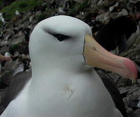 Albatros à sourcils noirs