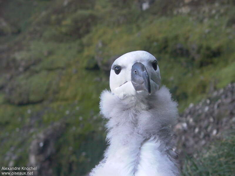 Albatros à sourcils noirsjuvénile, portrait