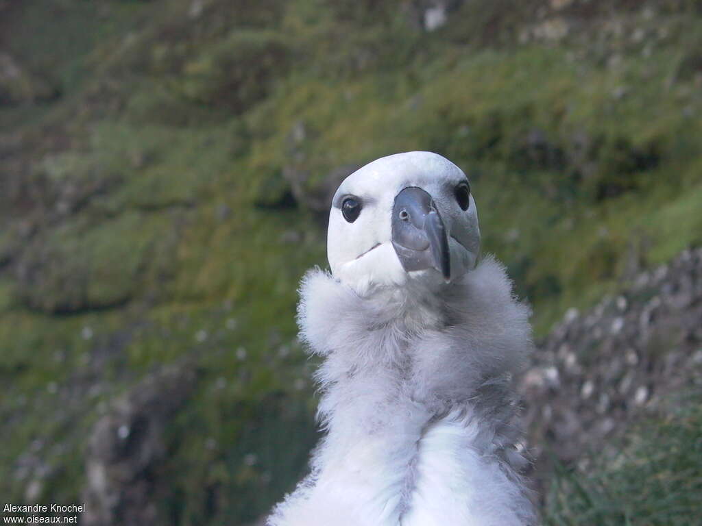 Black-browed Albatrossjuvenile, close-up portrait