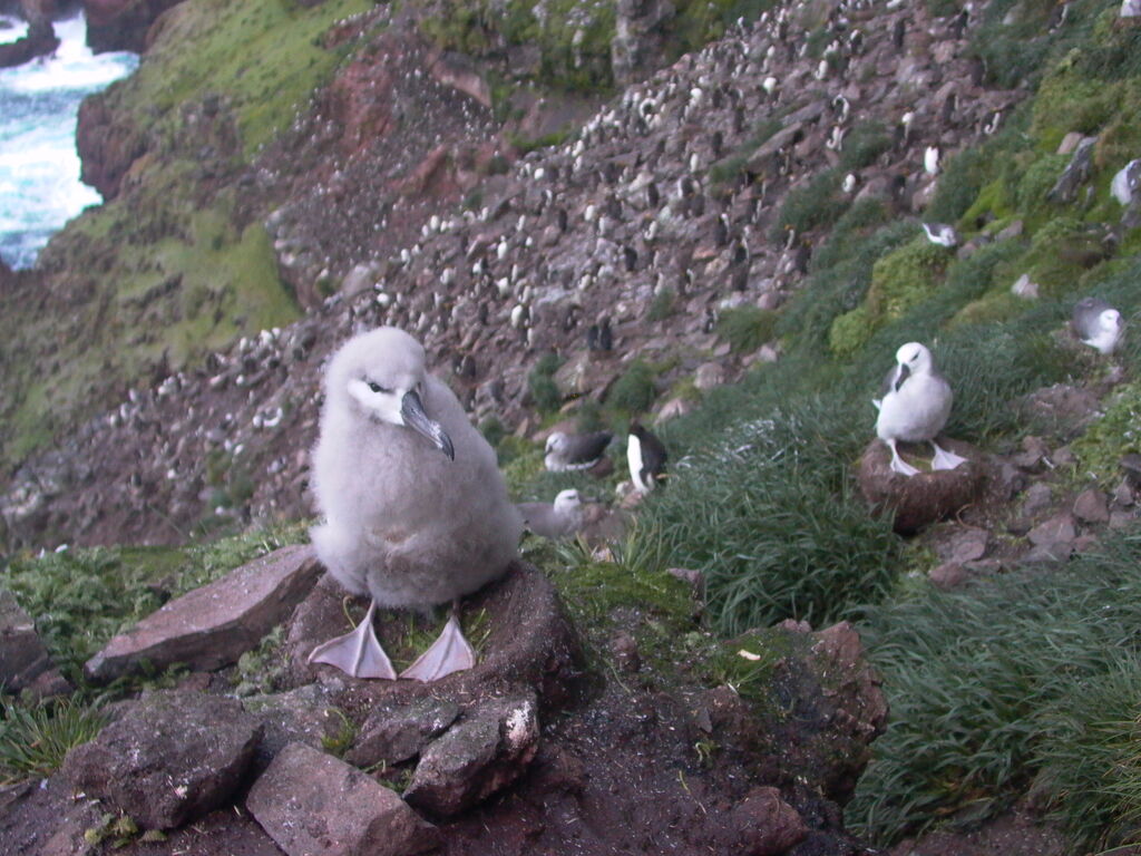 Black-browed Albatross