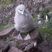 Black-browed Albatross