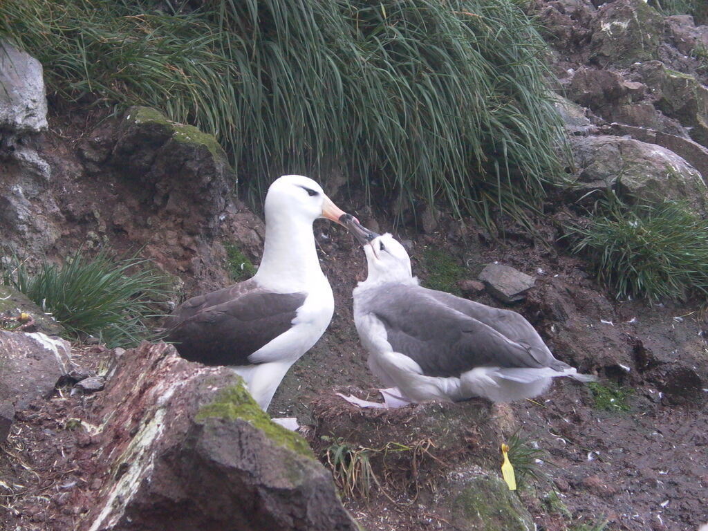 Albatros à sourcils noirs