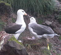 Black-browed Albatross