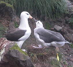 Albatros à sourcils noirs