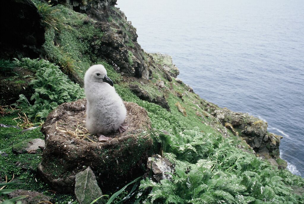 Black-browed Albatross