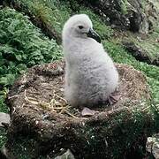 Black-browed Albatross