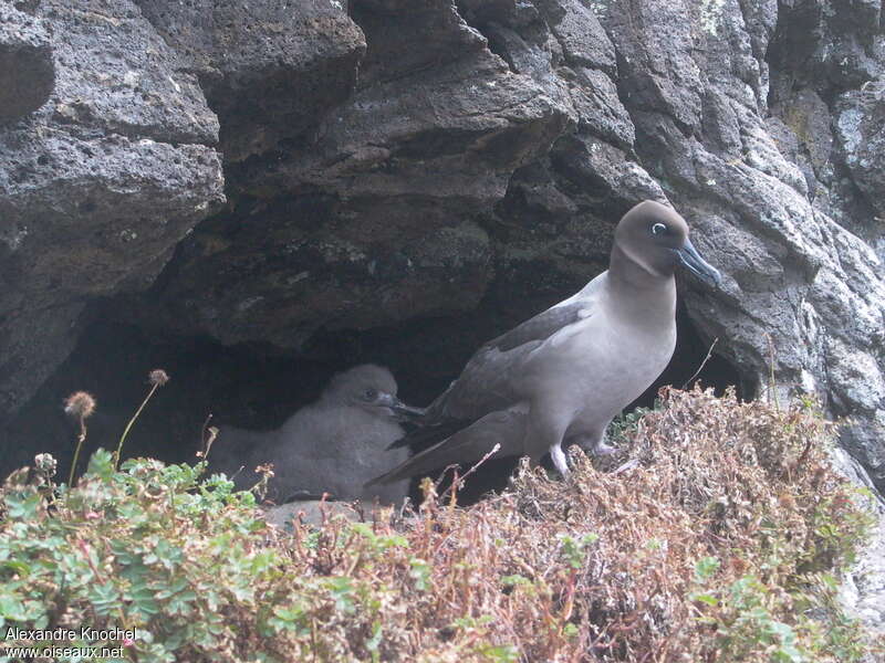 Albatros fuligineux, habitat, Nidification