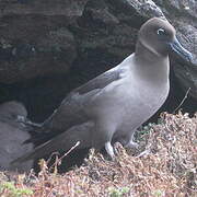 Light-mantled Albatross