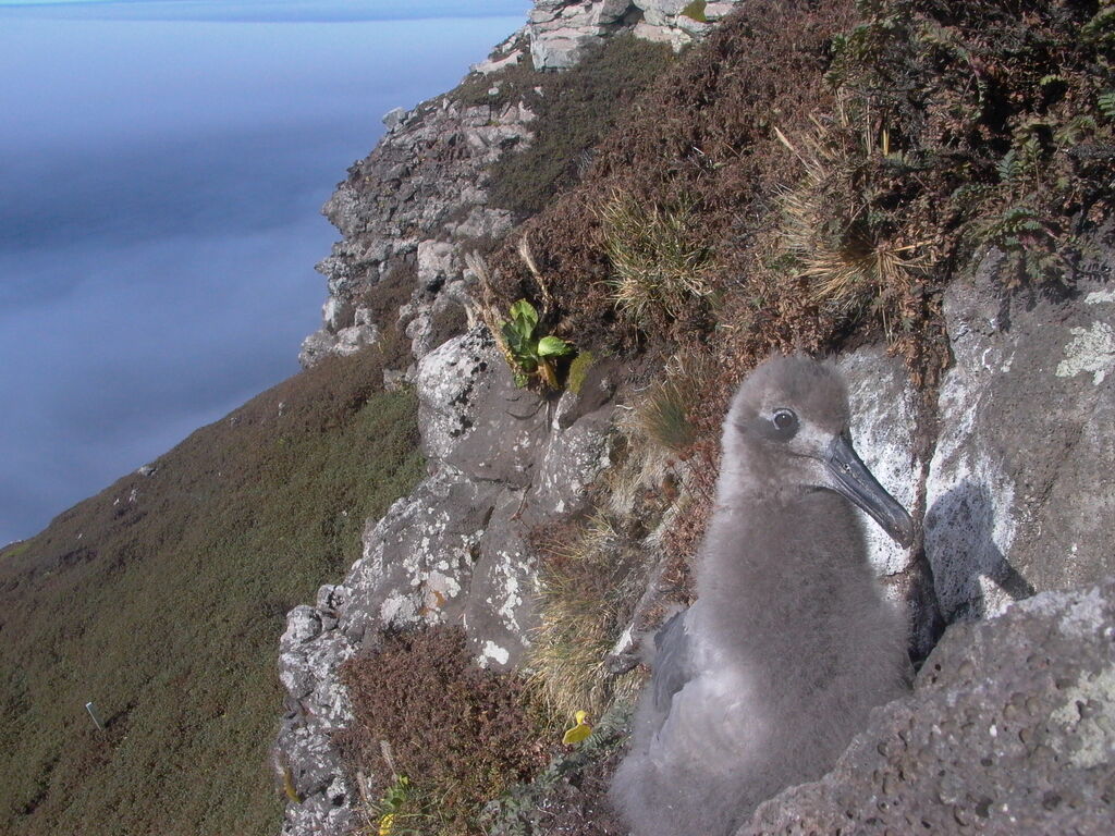 Light-mantled Albatross