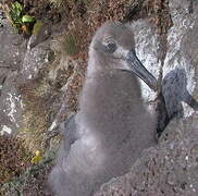 Light-mantled Albatross