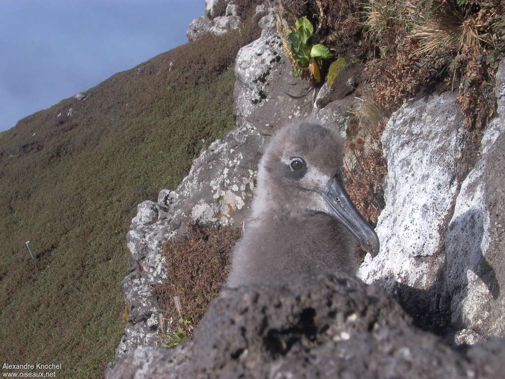 Light-mantled Albatross, close-up portrait