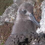 Light-mantled Albatross