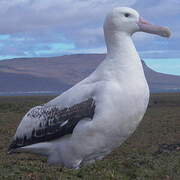 Albatros hurleur