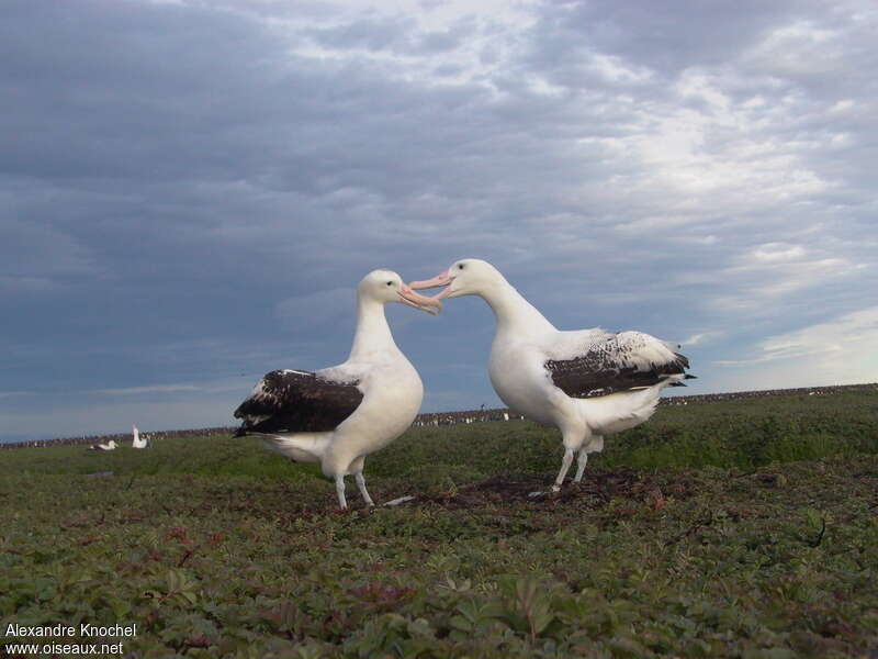Albatros hurleuradulte