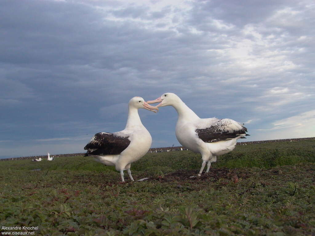 Snowy Albatrossadult