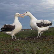 Snowy Albatross