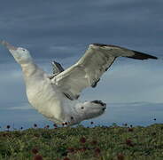 Snowy Albatross