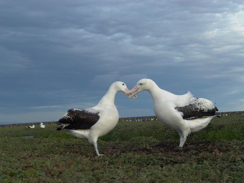 Albatros hurleur adulte