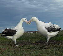 Snowy Albatross