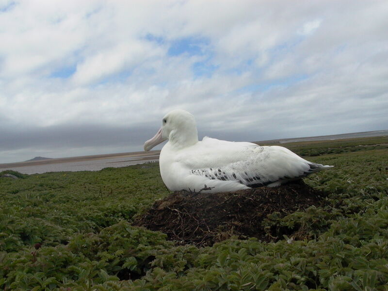 Albatros hurleur mâle adulte nuptial
