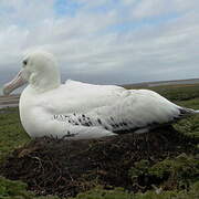 Snowy Albatross