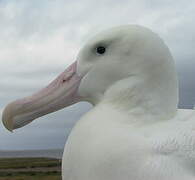 Snowy Albatross