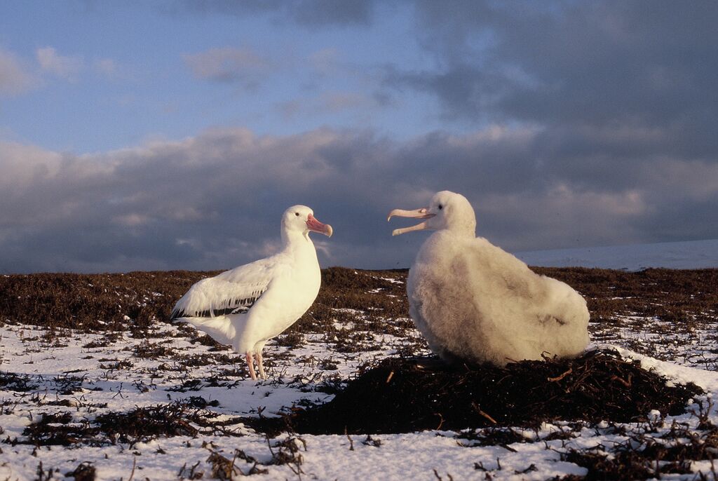 Snowy Albatross