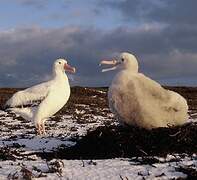 Snowy Albatross