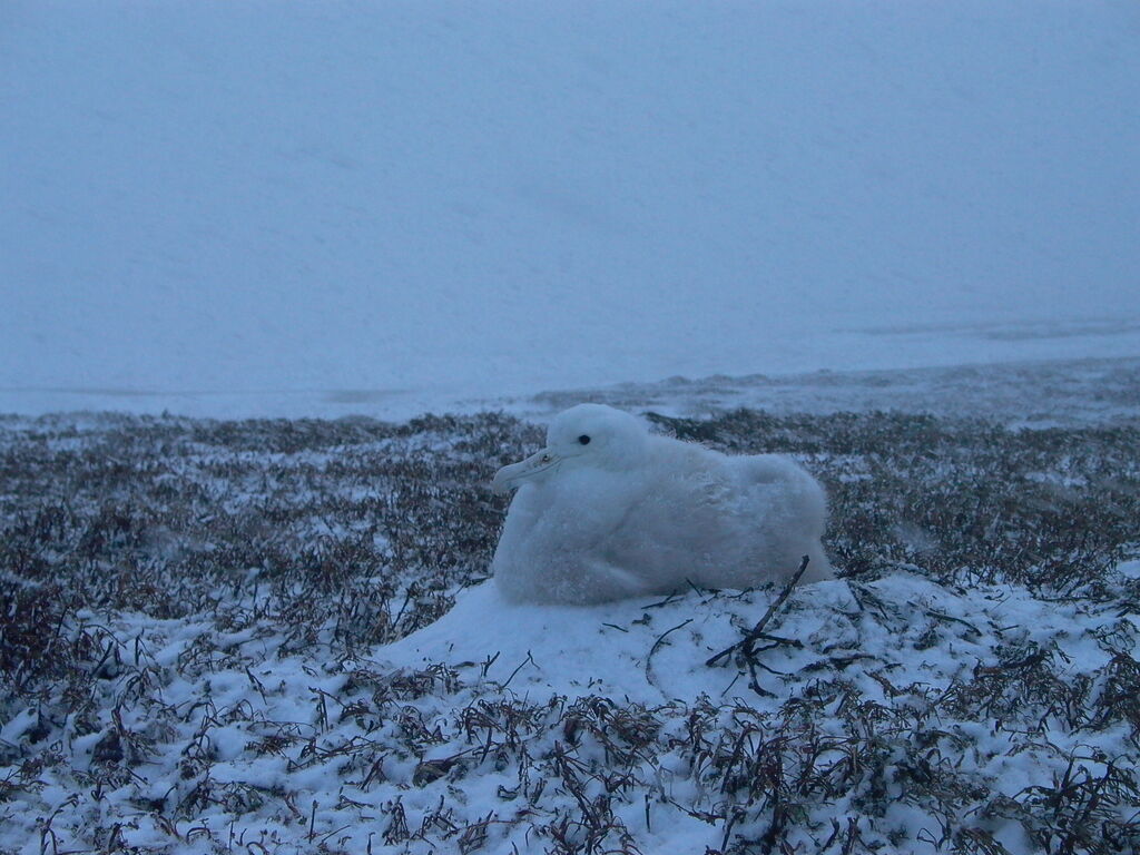 Snowy Albatross