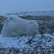 Snowy Albatross