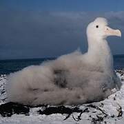 Snowy Albatross