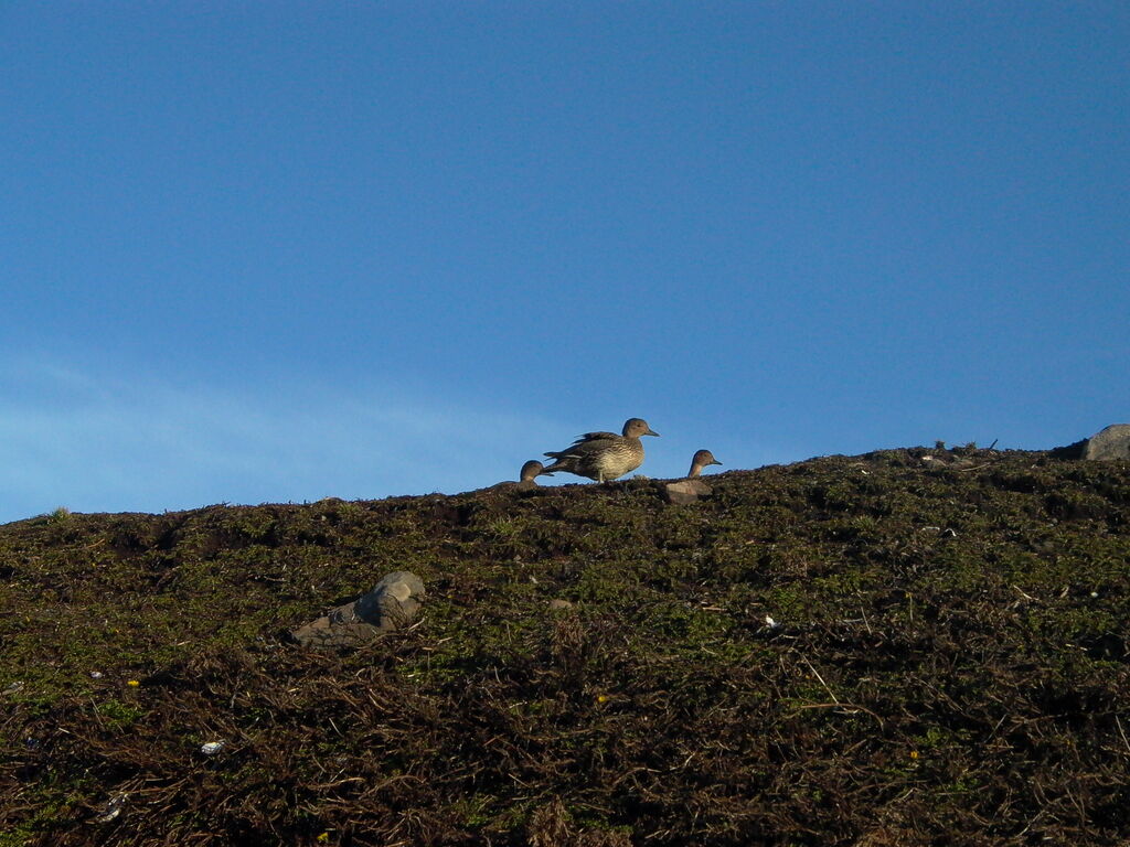 Eaton's Pintail