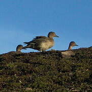 Eaton's Pintail