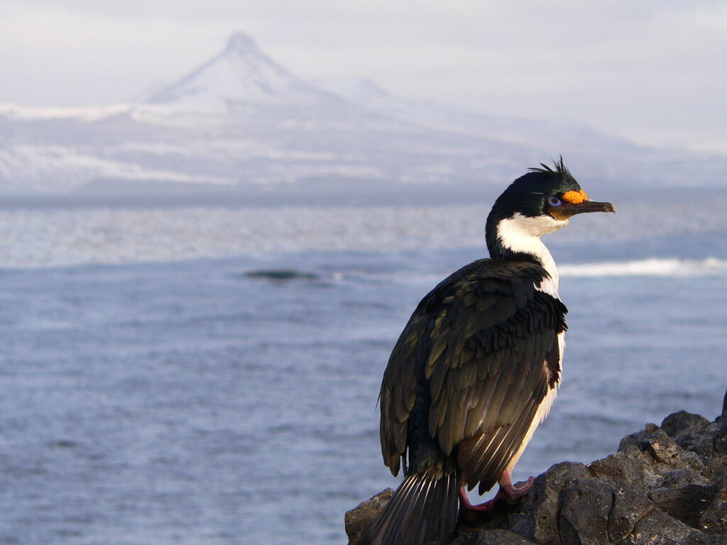 Kerguelen Shagadult breeding