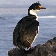 Kerguelen Shag