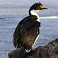 Cormoran des Kerguelen