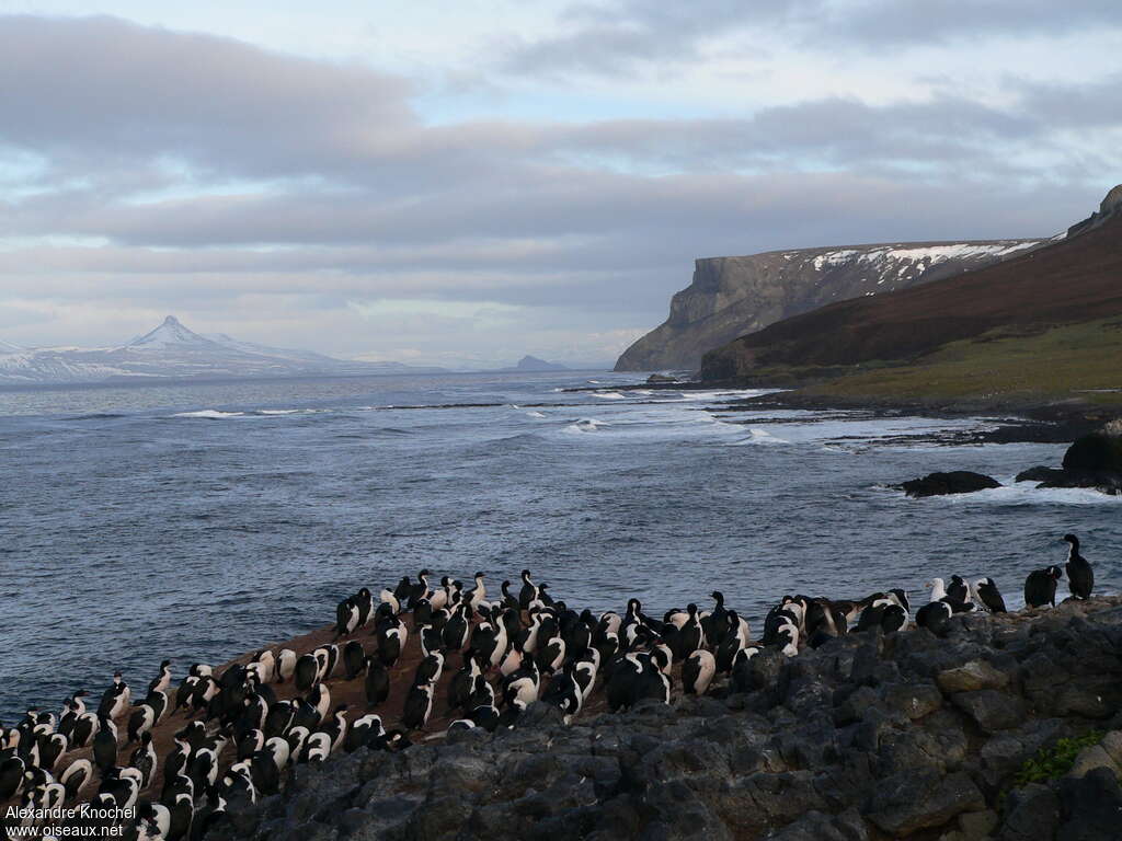 Cormoran des Kerguelen, r. coloniale