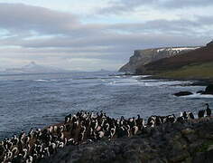 Cormoran des Kerguelen