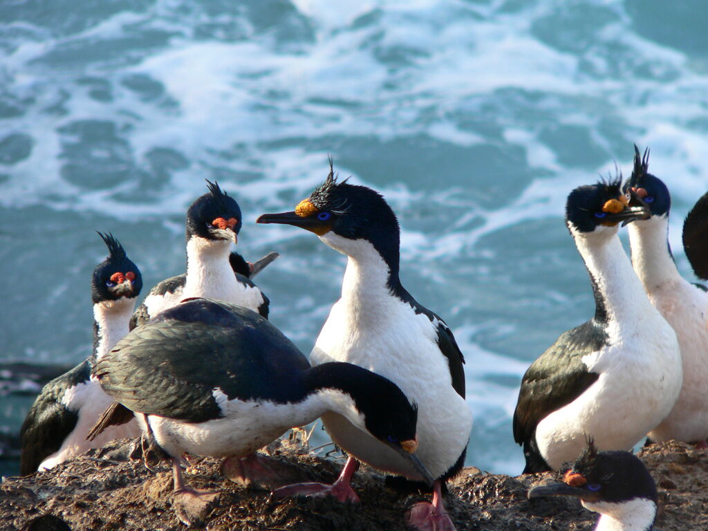 Kerguelen Shag