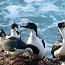 Cormoran des Kerguelen