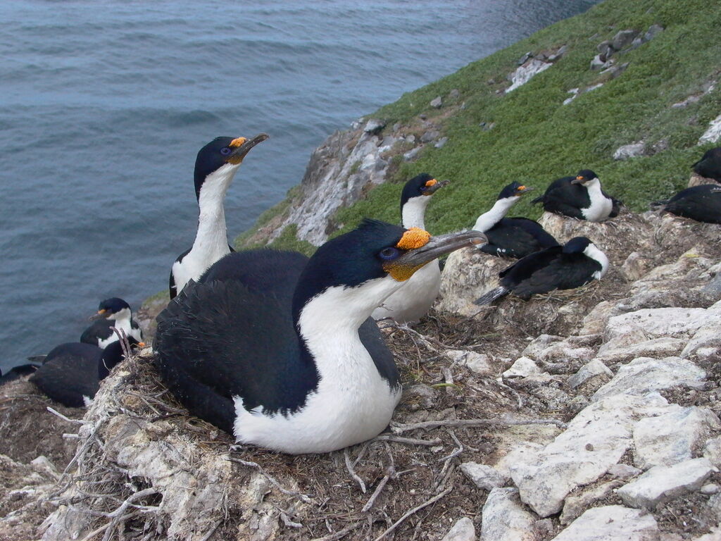 Cormoran des Kerguelen