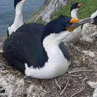 Cormoran des Kerguelen