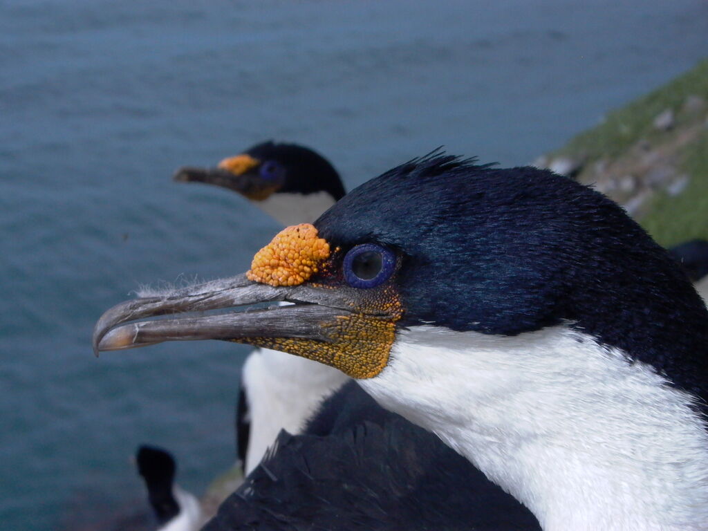Cormoran des Kerguelen