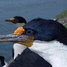 Cormoran des Kerguelen