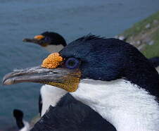 Cormoran des Kerguelen