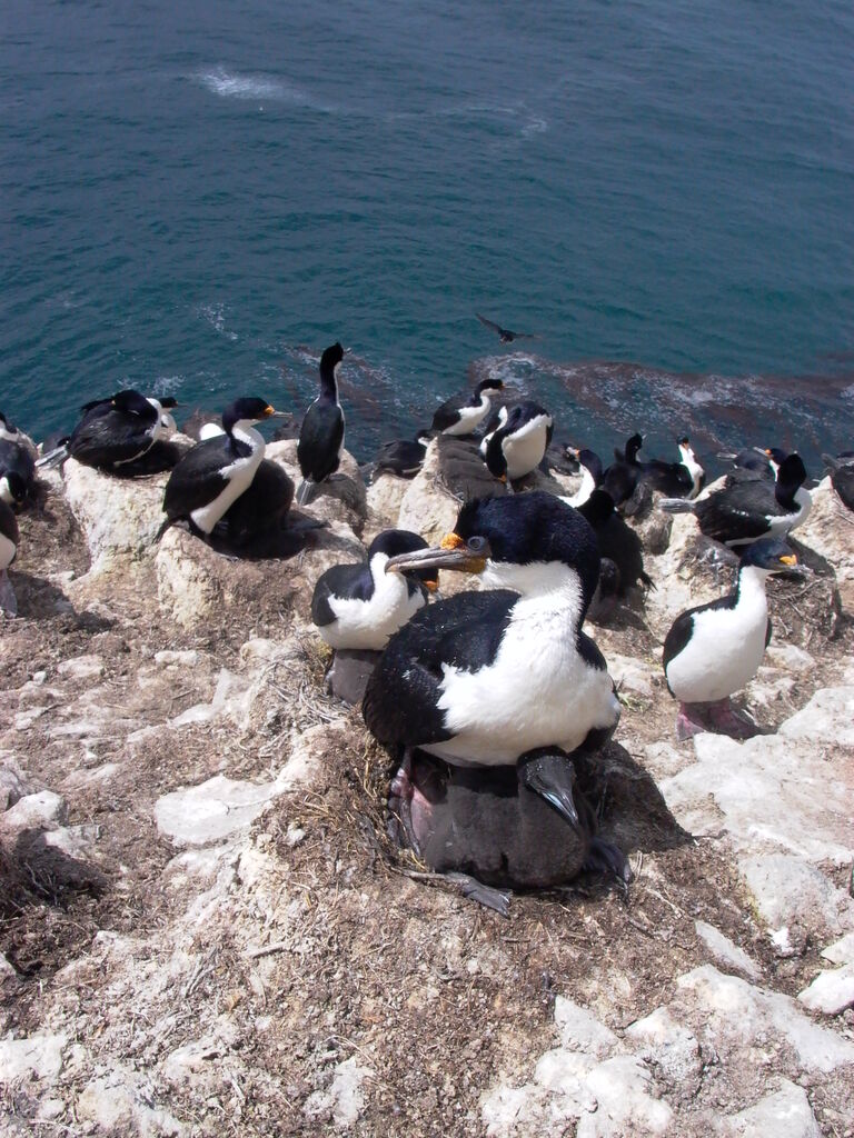 Cormoran des Kerguelen