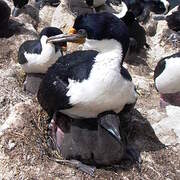 Kerguelen Shag