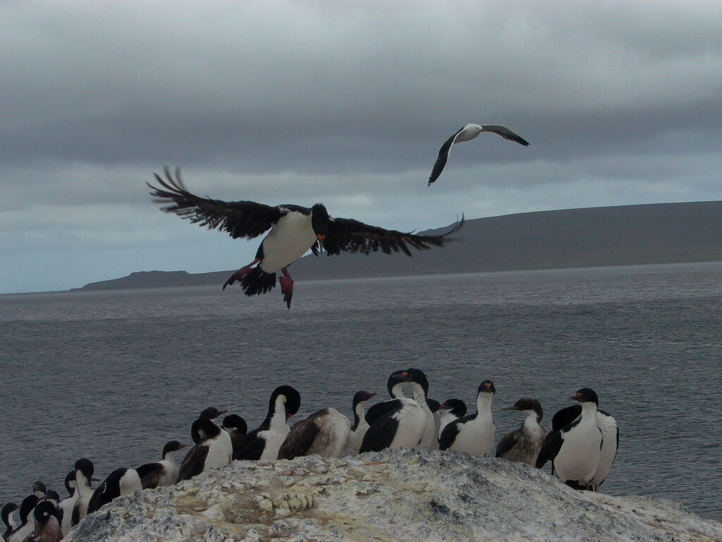 Cormoran des Kerguelen