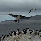 Cormoran des Kerguelen