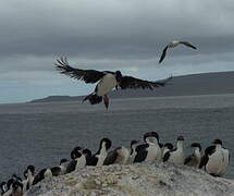 Kerguelen Shag